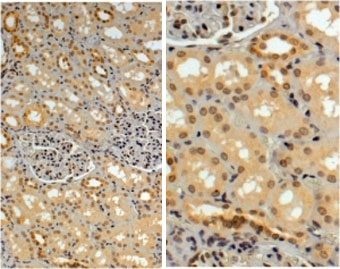 IHC testing of FFPE human kidney with TRIM8 antibody at 4ug/ml. HIER: steamed with pH6 citrate buffer, HRP-staining.