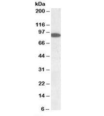 Western blot testing of human pancreas lysate with ERC1 antibody at 0.1ug/ml. Predicted molecular weight: ~82kDa (corresponding to isoform 5).