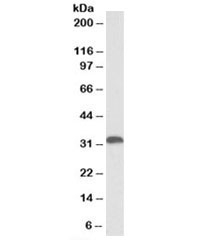 Western blot testing of human liver lysate with HO-1 antibody at 0.3ug/ml. Predicted molecular weight ~32kDa.
