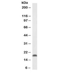 Western blot testing of mouse fetal brain lysate with Pleiotrophin antibody at 0.1ug/ml. Predicted molecular weight ~19 kDa.