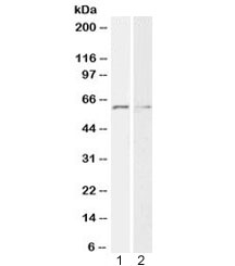 Western blot testing of human 1) HeLa and 2) K562 cell lysate with Glypican-1 antibody at 2ug/ml. Predicted molecular weight: ~62 kDa.