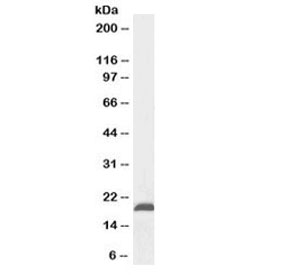 Western blot testing of mouse fetal brain lysate with Nsg2 antibody at 0.1ug/ml. Predicted molecular weight ~19 kDa.