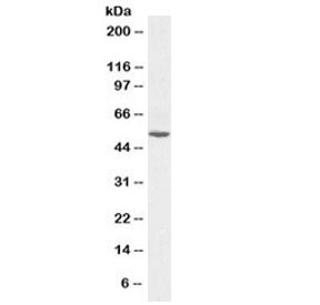 Western blot testing of human liver lysate with Alanine aminotransferase 1 antibody at 0.1ug/ml. Predicted molecular weight ~55 kDa.