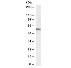 Western blot testing of human placenta lysate with KMO antibody at 0.03ug/ml. Predicted molecular weight: ~56 kDa. Predicted molecular weight: 52-56 kDa (multiple isoforms).
