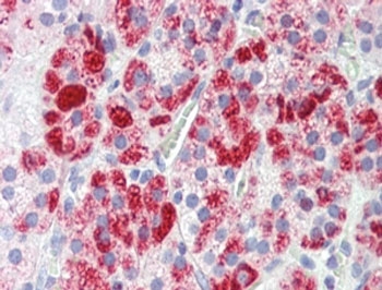 IHC testing of FFPE human adrenal cortex tissue with Clathrin Heavy Chain antibody at 3.8ug/ml. HIER: steam section in pH6 citrate buffer for 20 min.