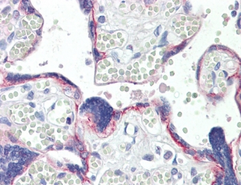 IHC testing of FFPE human placental tissue with BOD1 antibody at 10ug/ml. HIER: steamed antigen retrieval with pH6 citrate buffer; AP-staining.