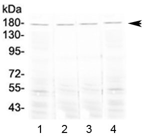 Western blot testing of 1) mouse lung, 2) mouse testis, 3) mouse stomach and 4) rat lung tissue lysate with Ace antibody at 0.5ug/ml. Expected molecular weight 140-170 kDa.