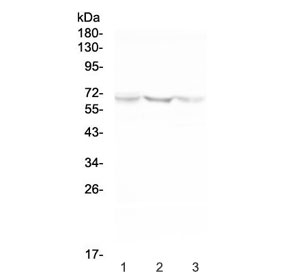 Western blot testing of human 1) U-87 MG, 2) HeLa and 3) HepG2 cell lysate with NOX2 antibody at 0.5ug/ml. Predicted molecular weight ~65 kDa, can be observed at ~85 kDa.