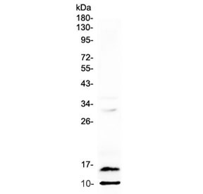 Western blot testing of rat spleen lysate with Pf4 antibody at 0.5ug/ml. Expected molecular weight: ~8/16/32 kDa (monomer/dimer/tetramer).