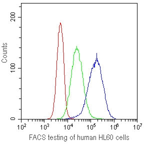 FACS testing of human HL60 cells with CD41 antibody at 1ug/10^6 cells.  CD41 antibody (blue), isotype control (green), cells alone (red).