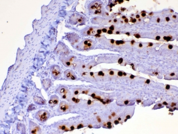 IHC testing of FFPE rat small intestine tissue with Cd252 antibody at 1ug/ml. Required HIER: steam section in pH6 citrate buffer for 20 min and allow to cool prior to testing.
