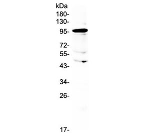Western blot testing of human placental lysate with AMOTL2 antibody at 0.5ug/ml. Predicted molecular weight ~86 kDa.