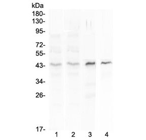 Western blot testing of 1) human placenta, 2) human MCF7, 3) rat spleen and 4) mouse spleen lysate with SP6 antibody at 0.5ug/ml. Predicted molecular weight ~40 kDa.