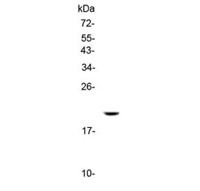 Western blot testing of 1ng of mouse recombinant protein with IL17C antibody at 0.5ug/ml. Predicted molecular weight ~22 kDa.