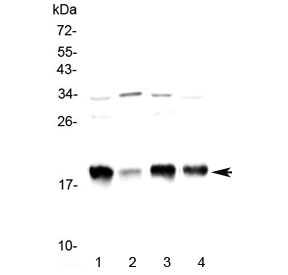 Western blot testing of 1) rat brain, 2) rat small intestine, 3) mouse brain and 4) mouse small intestine lysate with Galanin antibody at 0.5ug/ml. Predicted molecular weight ~13 kDa.