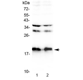 Western blot testing of 1) rat brain and 2) mouse brain lysate with Neuropeptide S antibody at 0.5ug/ml. Predicted molecular weight ~10 kDa, observed here at ~19 kDa.