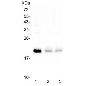 Western blot testing of human 1) HeLa, 2) A375 and 3) A549 cell lysate with BNIP3 antibody at 0.5ug/ml. Expected molecular weight: 19-21 kDa.