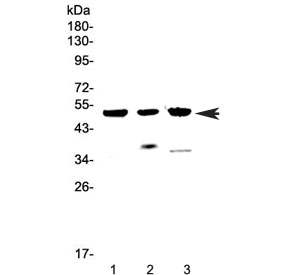 Western blot testing of 1) human MCF7, 2) rat heart and 3) mouse heart lysate with HTRA1 antibody at 0.5ug/ml. Predicted molecular weight ~51 kDa.
