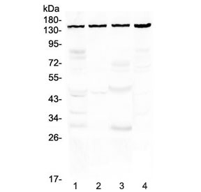 Western blot testing of human 1) HeLa, 2) COLO320, 3) MCF7 and 4) 293T cell lysate with TRPC4 antibody at 0.5ug/ml. Predicted molecular weight ~112 kDa, observed here at ~150 kDa.
