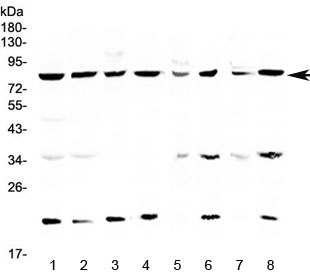 Western blot testing of human 1) HeLa, 2) MCF7, 3) COLO320, 4) U-87 MG, 5) rat brain, 6) rat liver, 7) mouse brain and 8) mouse liver lysate with MRE11 antibody at 0.5ug/ml. Predicted molecular weight ~81 kDa.