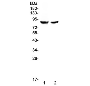Western blot testing of human 1) HK-2 and 2) 293T cell lysate with Pendrin antibody at 0.5ug/ml.  Predicted molecular weight ~86 kDa.