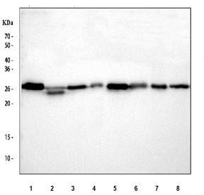 Western blot testing of 1) rat brain, 2) rat kidney, 3) rat RH35, 4) rat PC-12, 5) mouse brain, 6) mouse kidney, 7) mouse ANA-1 and 8) mouse Neuro-2a cell lysate with 14-3-3 zeta antibody. Predicted molecular weight ~28 kDa.