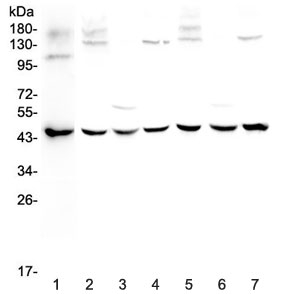 Western blot testing of 1) human MCF7, 2) rat brain, 3) rat kidney, 4) rat testis, 5) mouse brain, 6) mouse kidney and 7) mouse testis lysate with WWOX antibody at 0.5ug/ml. Predicted molecular weight ~46 kDa.