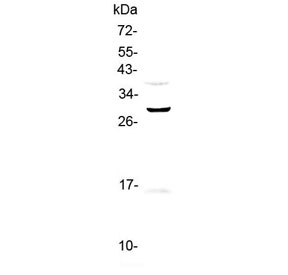 Western blot testing of human PANC-1 cell lysate with GPR40 antibody at 0.5ug/ml. Predicted molecular weight ~31 kDa.