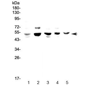 Western blot testing of 1) human HeLa, 2) rat PC-12, 3) mouse lung, 4) mouse ovary and 5) mouse HEPA1-6 lysate with NFIB antibody at 0.5ug/ml. Predicted molecular weight ~47 kDa.