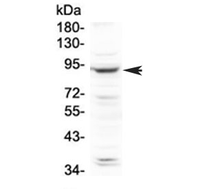 Western blot testing of human HeLa cell lysate with PLA2G6 antibody at 0.5ug/ml. Expected molecular weight: 85-90 kDa.