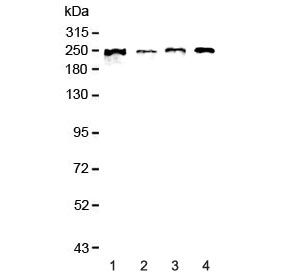 Western blot testing of human 1) MCF7, 2) COLO-320, 3) 22RV1 and 4) SGC-7901 lysate with SCRIB antibody at 0.5ug/ml. Predicted molecular weight ~175 kDa, routinely observed at 200-240 kDa.
