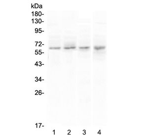 Western blot testing of human 1) PANC-1, 2) U-87 MG, 3) COLO-320 and 4) SGC-7901 cell lysate with CCKBR antibody at 0.5ug/ml. Predicted molecular weight ~48 kDa, but can be observed at 68-97 kDa.