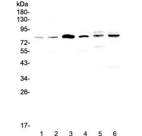Western blot testing of human 1) HeLa, 2) COLO-320, 3) SK-O-V3, 4) Jurkat, 5) rat heart and 6) mouse heart lysate with CEP68 antibody at 0.5ug/ml. Predicted molecular weight ~81 kDa (isoform 1), ~67 kDa (isoform 2).