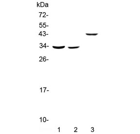Western blot testing of 1) rat liver, 2) mouse liver and 3) human SMMC-7721 lysate with Regucalcin antibody at 0.5ug/ml. Predicted molecular weight ~33 kDa.
