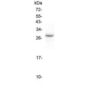 Western blot testing of mouse small intestine lysate with Erythropoietin antibody at 0.5ug/ml. Predicted molecular weight: 18-34 kDa depending on glycosylation level.