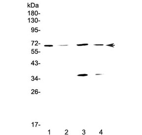 Western blot testing of human 1) HeLa, 2) COLO-320, 3) MCF7 and 4) HepG2 cell lysate with DNA Polymerase lambda antibody at 0.5ug/ml. Predicted molecular weight ~63 kDa, also observed at ~68 kDa.