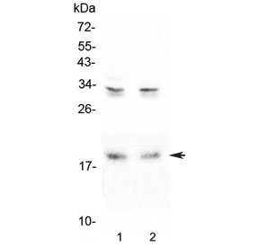 Western blot testing of 1) rat brain and 2) mouse brain lysate with Pleiotrophin antibody at 0.5ug/ml. Predicted molecular weight ~19 kDa.