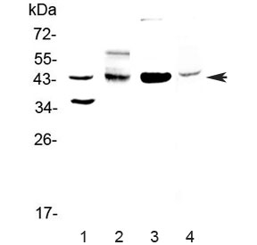 Western blot testing of 1) human HeLa and 2) rat brain, 3) mouse brain and 4) mouse SP20 lysate with CD200 antibody at 0.5ug/ml. Expected molecular weight: 31-43 kDa depending on glycosylation level.