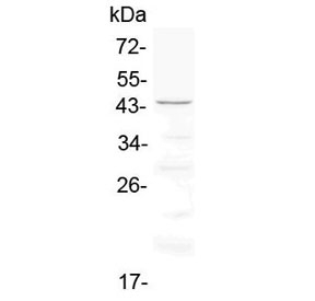 Western blot testing of rat heart lysate with Cd134 antibody at 0.5ug/ml. Expected molecular weight: 29-50 kDa depending on glcyosylation level.