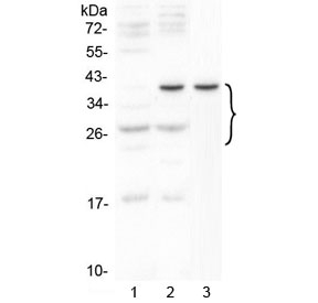 Western blot testing of 1) mouse thymus, 2) mouse HEPA1-6 and 3) rat C6 cell lysate with VEGFA antibody at 0.5ug/ml. Expected molecular weight 19~22 kDa (monomer) and 38~44 kDa (dimer). Banding may appear larger than predicted due to glycosylation.