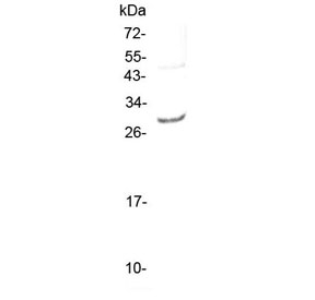 Western blot testing of rat NRK cell lysate with Il-27 antibody at 0.5ug/ml. Predicted molecular weight ~27 kDa.