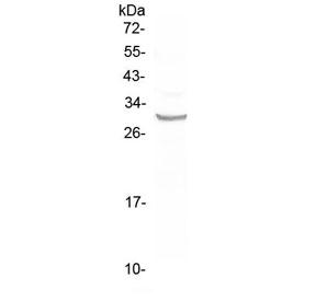 Western blot testing of human A375 cell lysate with FRA1 antibody at 0.5ug/ml. Predicted molecular weight ~29 kDa.