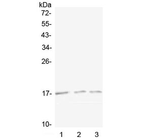 Western blot testing of 1) mouse spleen, 2) mouse kidney and 3) rat kidney lysate with Lymphotactin antibody at 0.5ug/ml. Predicted molecular weight ~13 kDa, can be observed at 15-20 kDa.