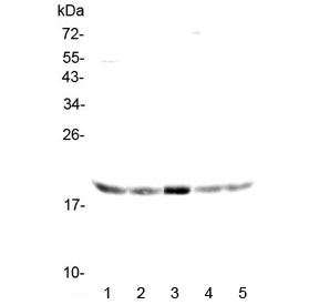Western blot testing of human 1) HeLa, 2) placenta, 3) SW620, 4) A549 and 5) mouse NIH 3T3 lysate with GADD45G antibody at 0.5ug/ml. Predicted molecular weight ~17 kDa.