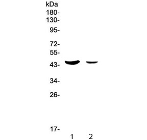 Western blot testing of human 1) SW620 and 2) HepG2 lysate with MUC7 antibody at 0.5ug/ml. Predicted molecular weight ~39 kDa.