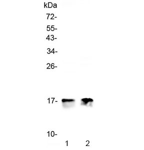 Western blot testing of 1) rat heart and 2) mouse heart lysate with COX4I1 antibody at 0.5ug/ml. Predicted molecular weight ~20 kDa.
