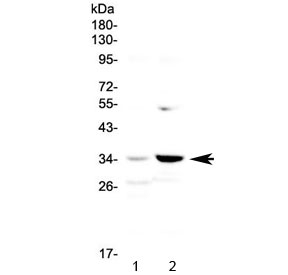 Western blot testing of human 1) placenta and 2) Jurkat lysate with JUND antibody at 0.5ug/ml. Predicted molecular weight: ~39 kDa (JUND-L), 34 kDa (JUND-S).