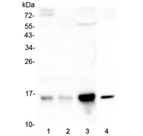 Western blot testing of human 1) COLO-320, 2) placenta, 3) HepG2 and 4) mouse brain lysate with Cystatin C antibody at 0.5ug/ml. Predicted molecular weight ~16 kDa.