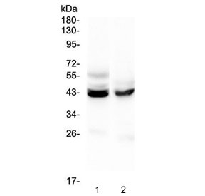 Western blot testing of 1) mouse liver and 2) mouse testis lysate with PON1 antibody at 0.5ug/ml. Predicted molecular weight ~40 kDa.