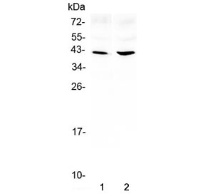 Western blot testing of 1) rat brain and 2) mouse brain lysate with Amphiregulin antibody at 0.5ug/ml.  Molecular weight: 28 kDa (non-glycosylated), ~50 kDa (glycosylated pro form), ~43 kDa (predominant glycosylated soluble form) as well as other, smaller, soluble and membrane bound forms.